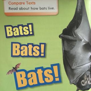 20160713bats