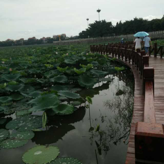 美好，婉若初现《致橡树》