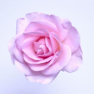[歌]玫瑰