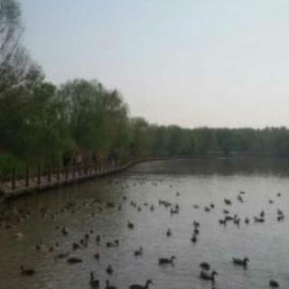 北京野鸭湖湿自然保护区