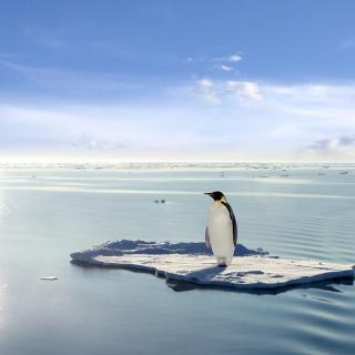 第空调期：《冰箱里的企鹅》【作者：陈谌】