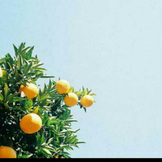 《我亲爱的甜橙树》葡语版【一】