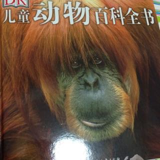 DK儿童动物百科全书之什么是动物