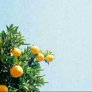 《我亲爱的甜橙树》中文版【一】