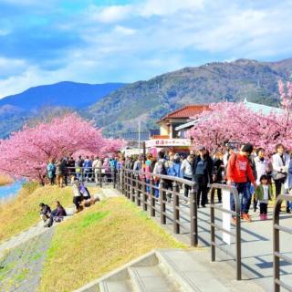 日本旅游之樱花特辑