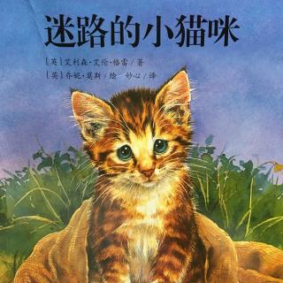 7.迷路的小猫咪