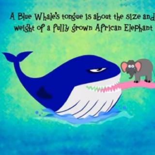 大象和蓝鲸的故事