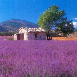 紫色之旅-去普罗旺斯看薰衣草