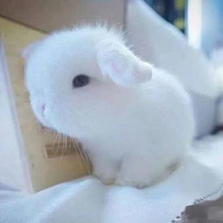 小白兔有一颗玻璃心