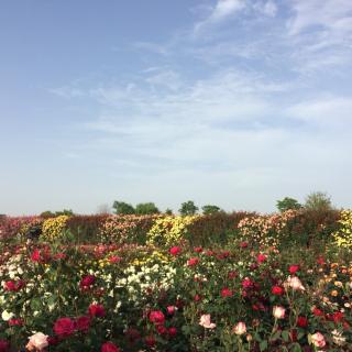 一见钟情——辛波斯卡