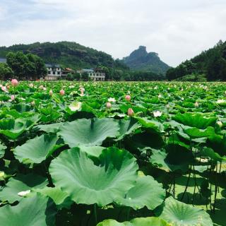 沉落在暗恋湖底