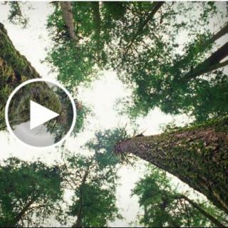 TED-Suzanne Simard: How trees talk to each other
