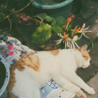 夏天是一个温柔的胖子  -- 緑茄子貓
