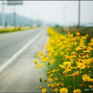 [散文]你来看此花时