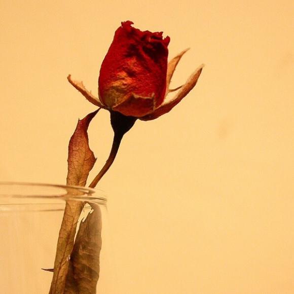 玫瑰与悲伤