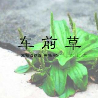 Vol 59【心灵花园】车前草-星乐