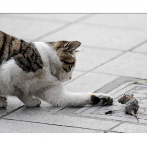 小耗子和大老鼠