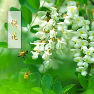 最美的文字VOL61：《槐花》-汪曾祺