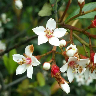 木兰花