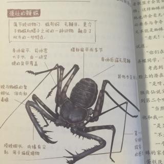 酷虫学校8⃣️第十章-鞭珠不是蜘蛛