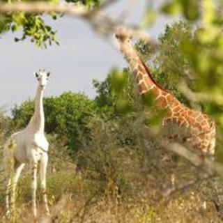 世界真奇妙：肯尼亚发现罕见纯白长颈鹿 