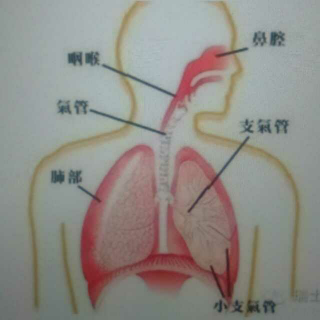 为何定期洁牙跟呼吸系统有何关系