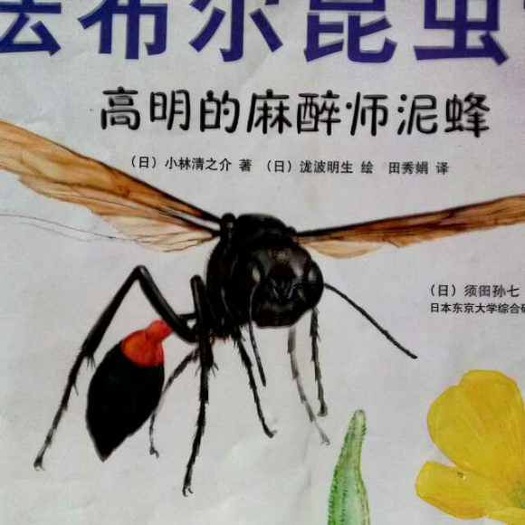 干泥蜂 昆虫记图片