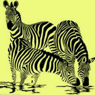 Zebra Zebra 斑马斑马   中葡版
