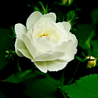 王璐霏的第七次作品《一朵白蔷薇》