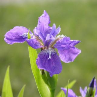 会唱歌的鸢尾花