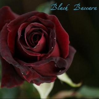 【自弹】Hrolf - Black Baccara