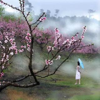 散文《生命是一树花开》，作者：余秋雨，朗诵：蓝芸