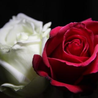 红玫瑰  白玫瑰
