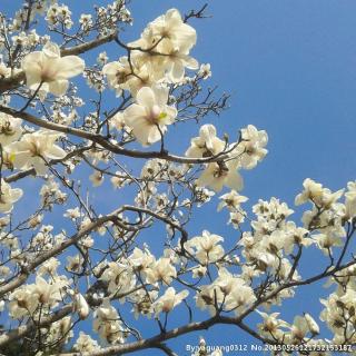 A Blooming Tree 一棵开花的树
