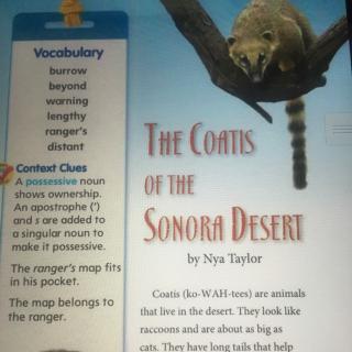 The coatis of the Sonora Desert