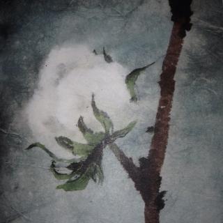 《遗忘在乡下的植物》- 棉花