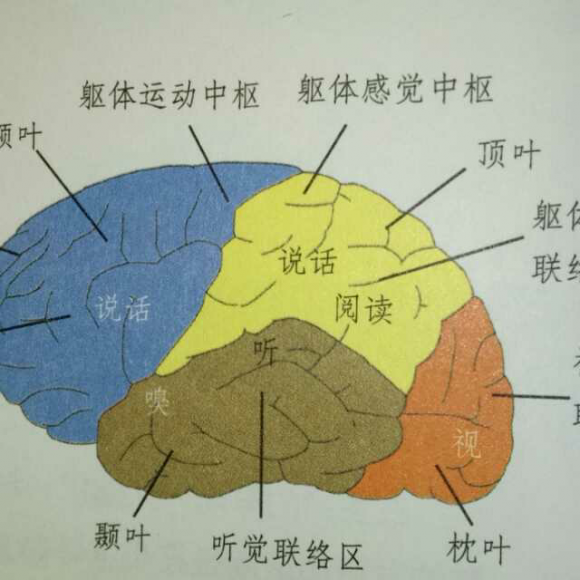 大脑皮层分区示意图图片