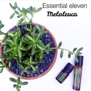 【植物故事】茶树 Melaleuca | 消炎祛痘