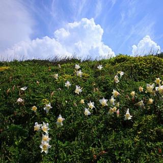 林清玄《心田上的百合花》