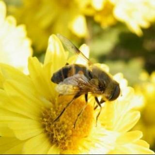 15蜜蜂是如何采集花粉的为什么要酿蜜