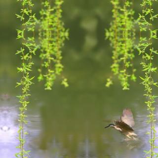 雨霖铃    柳永    水都都诵