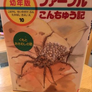 香子讲故事--ファーブル昆虫記--子守りグモ