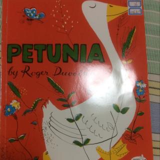 petunia