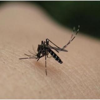 【谣言粉碎机】啥血型最招蚊子？你们要不先统一一下口径？