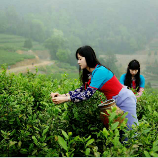 茶山情梦