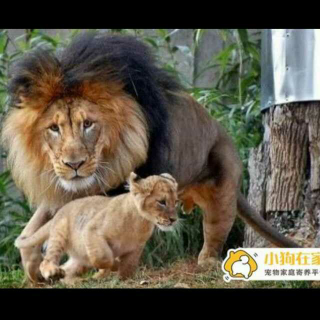 狮妈妈的爱
