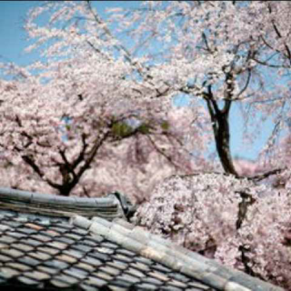 樱花盛开的时节