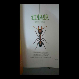 法布尔昆虫记～～红蚂蚁