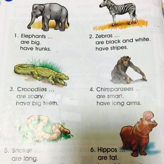 Unit 5 Wild Animals Words