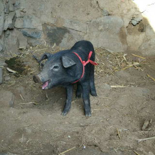绳子教童谣This Little Piggy